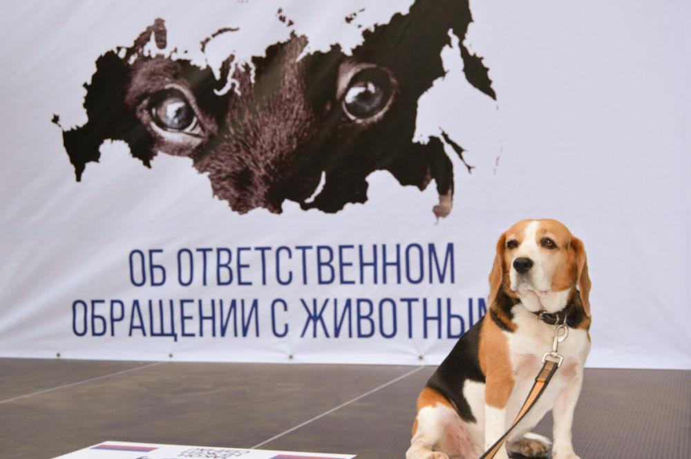 Госдума приняла закон о штрафах для владельцев животных за нарушения правил их содержания, а также за причиненный животным ущерб
